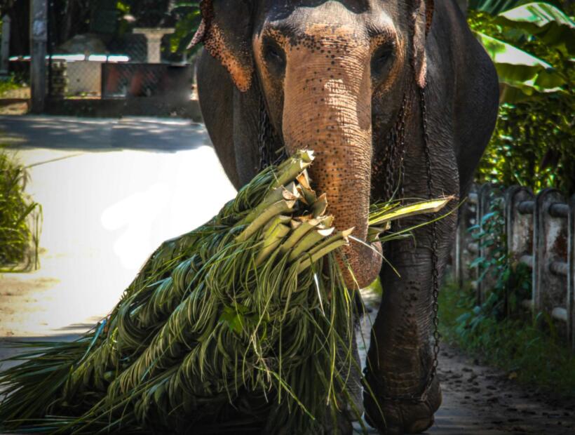 Czy podróż na Sri Lankę może mieć jakieś wady?