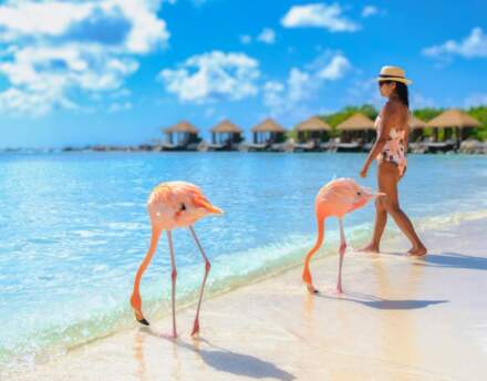 Organizacja wakacji na Arubie na własną rękę. Wszystko co warto wiedzieć