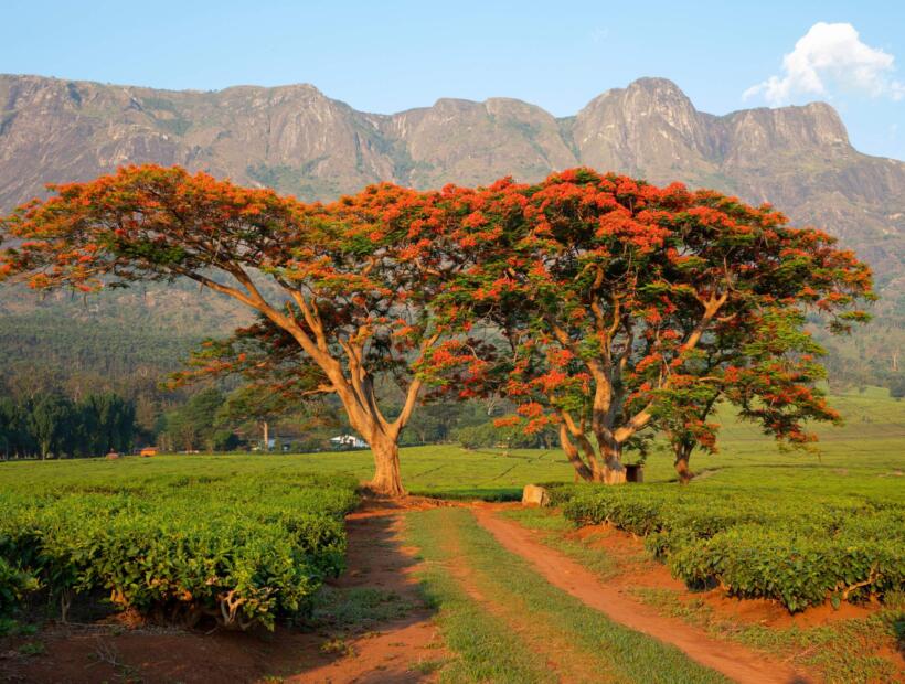 Jakie ubezpieczenie wybrać na podróż do Malawi na własną rękę