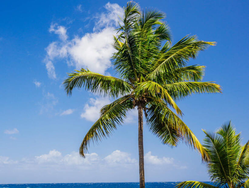 Ile trwa bezpośredni lot na Reunion?